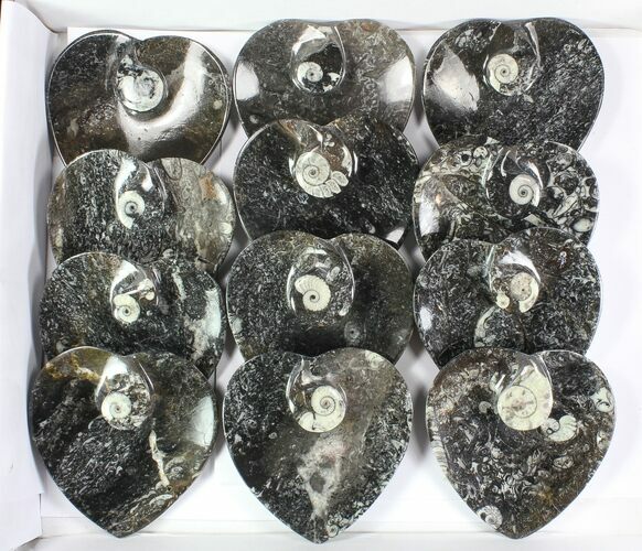 Lot:  Goniatite Fossil Heart Dishes - Pieces #77757